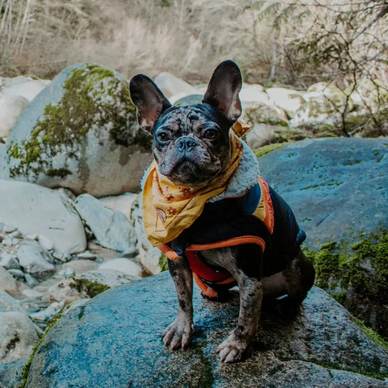 Antonia Bandana in Gold with Cream Flowers | Handmade in India | Cotton Scarf Headwrap | 22'' x 22''