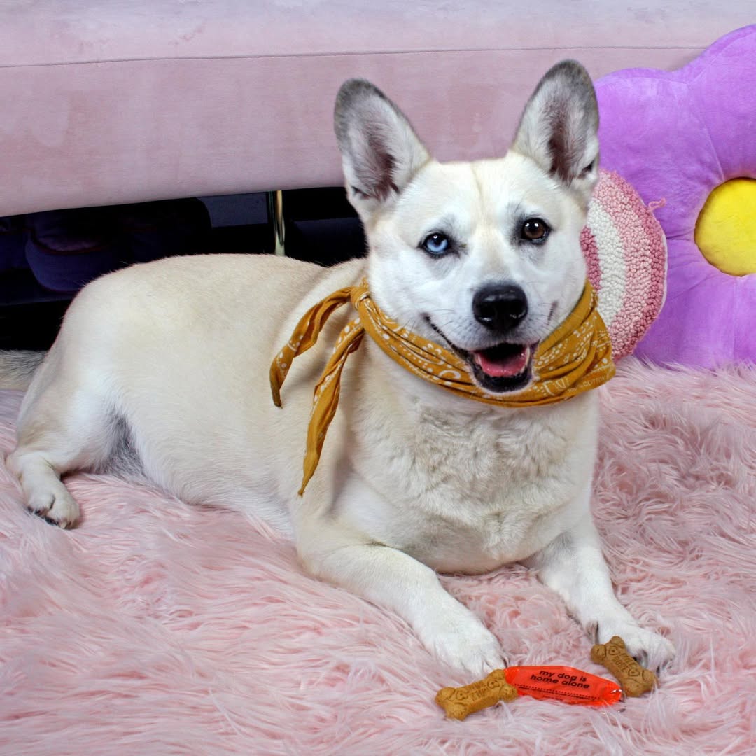 My Dog Is Home Alone Emergency Contact Motel Keychain - Fill In Your Contact Info