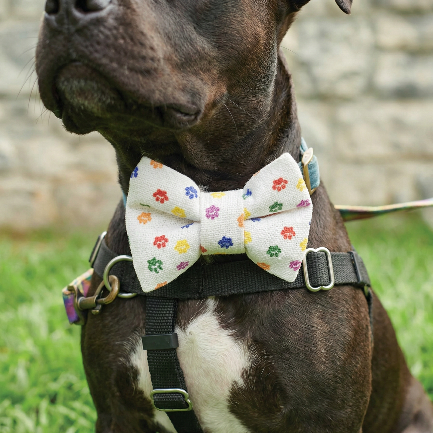 Rainbow Plaid Pet Bow Tie Set | LGBTQ Pride Pet Accessories | Gift For Cat/Dog Lover