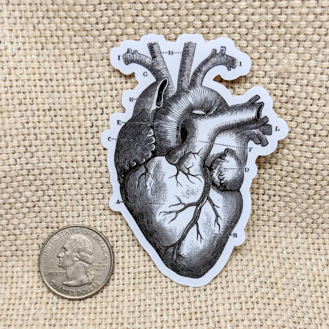Anatomical Heart Vintage Image Bumper Sticker