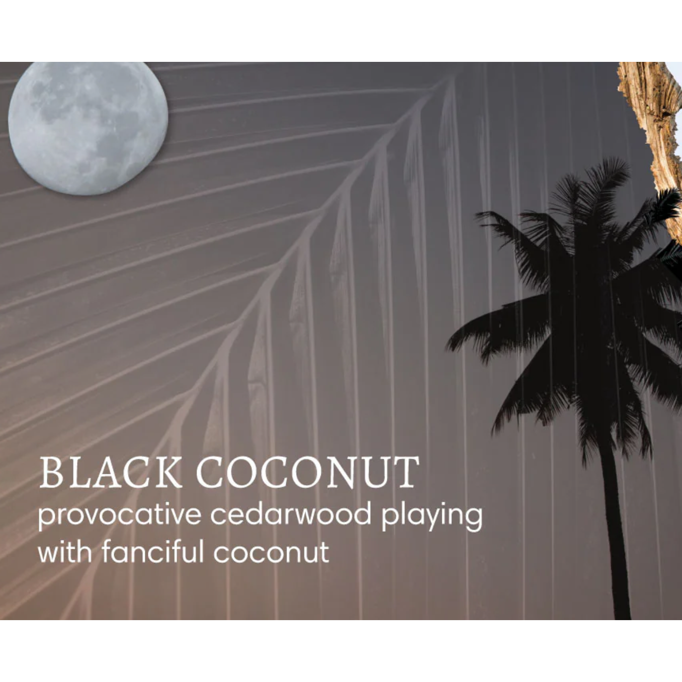 Black Coconut Mini Hand Repair Balm – Cedarwood & Coconut | 20ml | Mango & Shea Butter