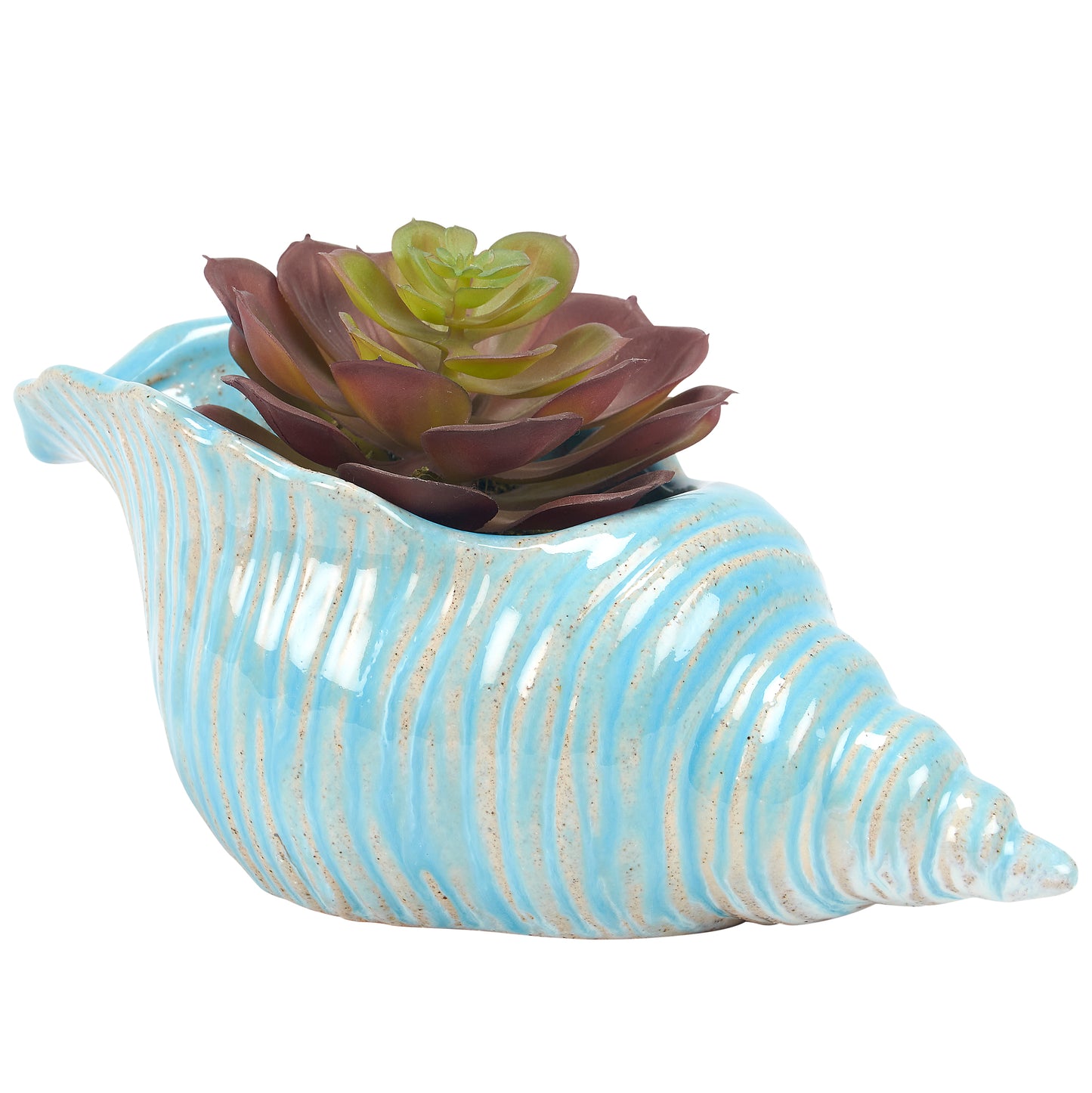 Decorative shell with a succulent plant on a white background
