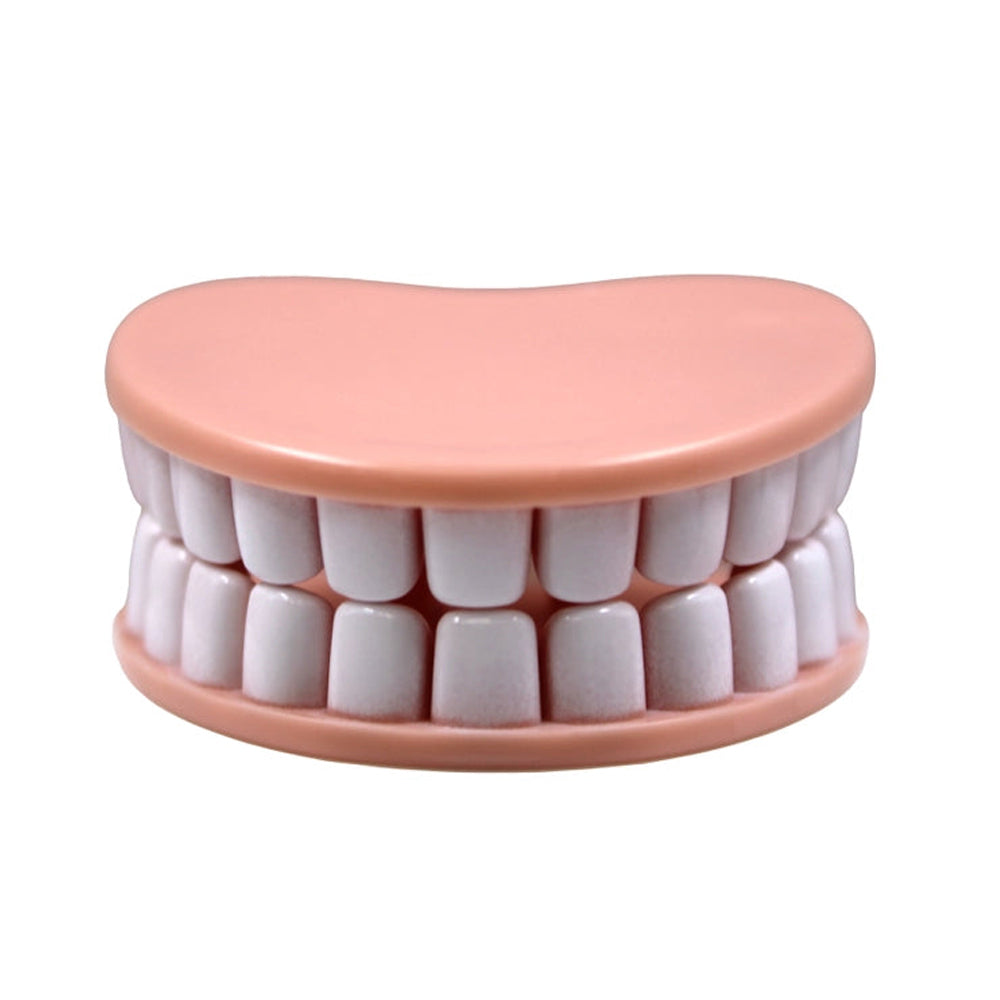 Pink dental model with white teeth on a white background