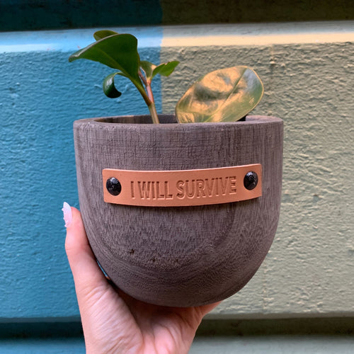 I Will Survive Paulownia Wood Planter | 5" Tall