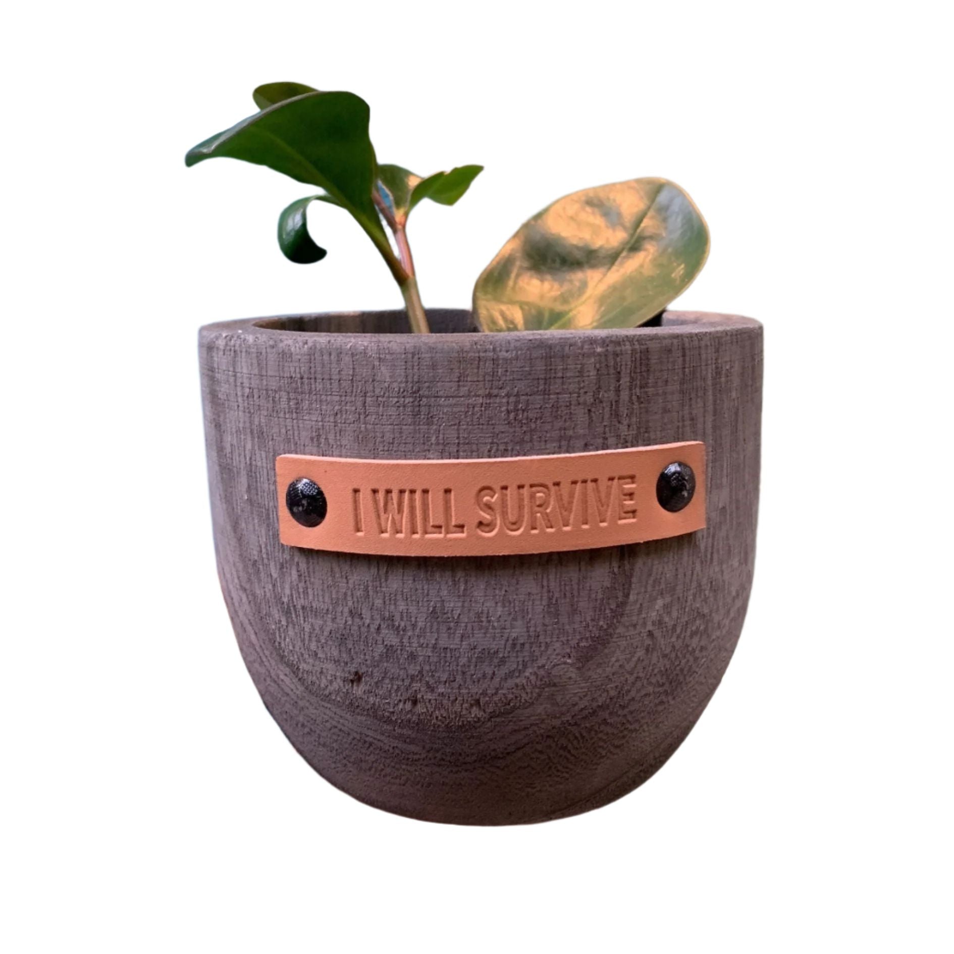 I Will Survive Paulownia Wood Planter | 5" Tall