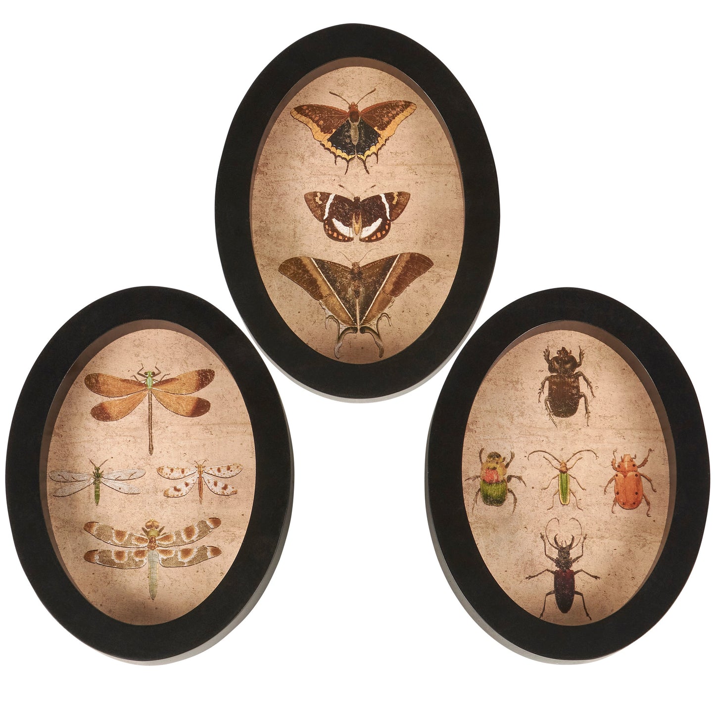 Three oval framed pictures with illustrations of insects on a white background