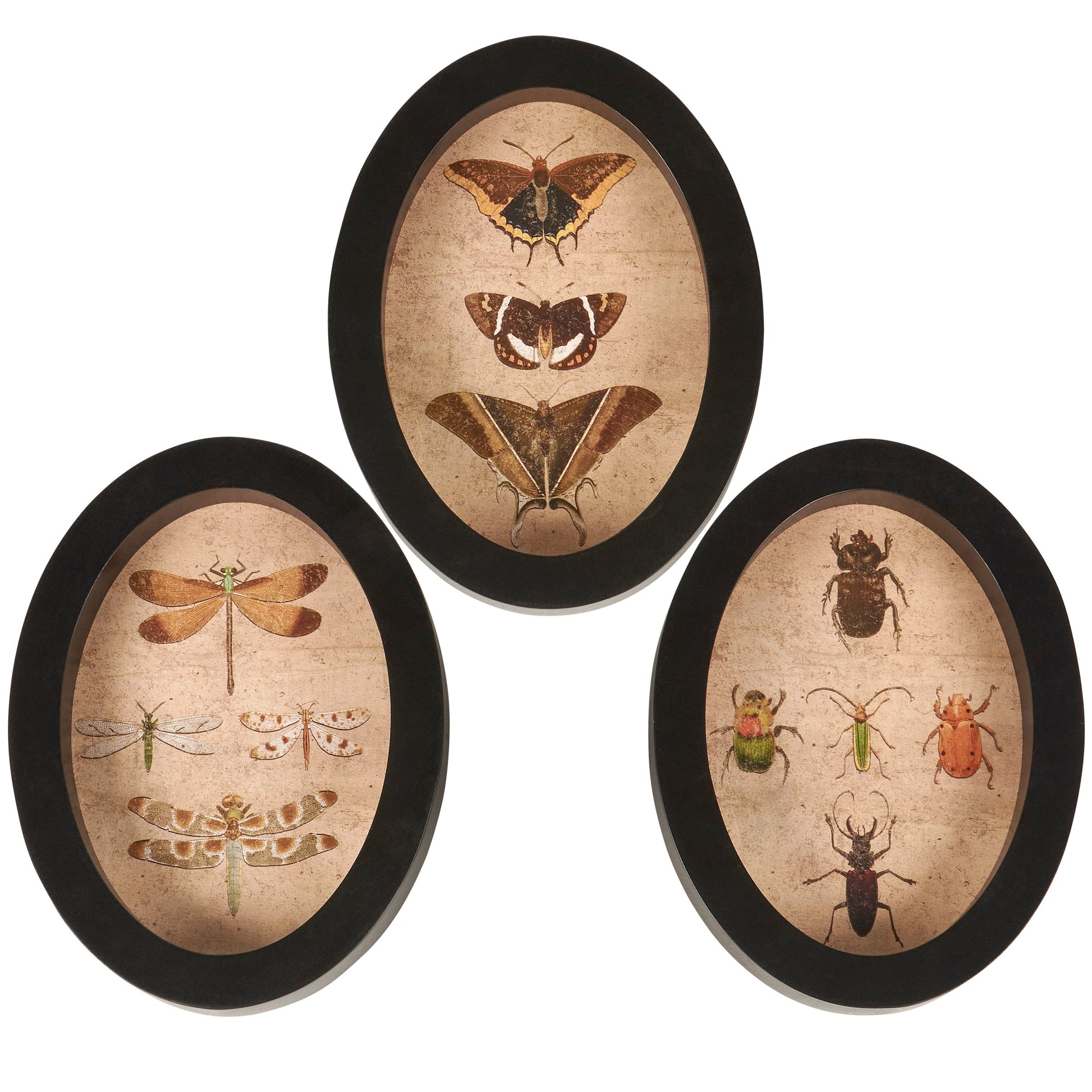 Three oval framed pictures with illustrations of insects on a white background