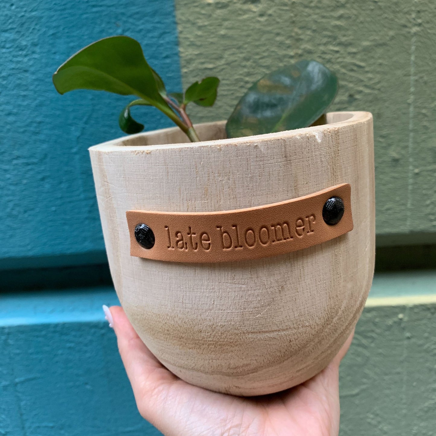 Late Bloomer Paulownia Wood Planter | 5" Tall