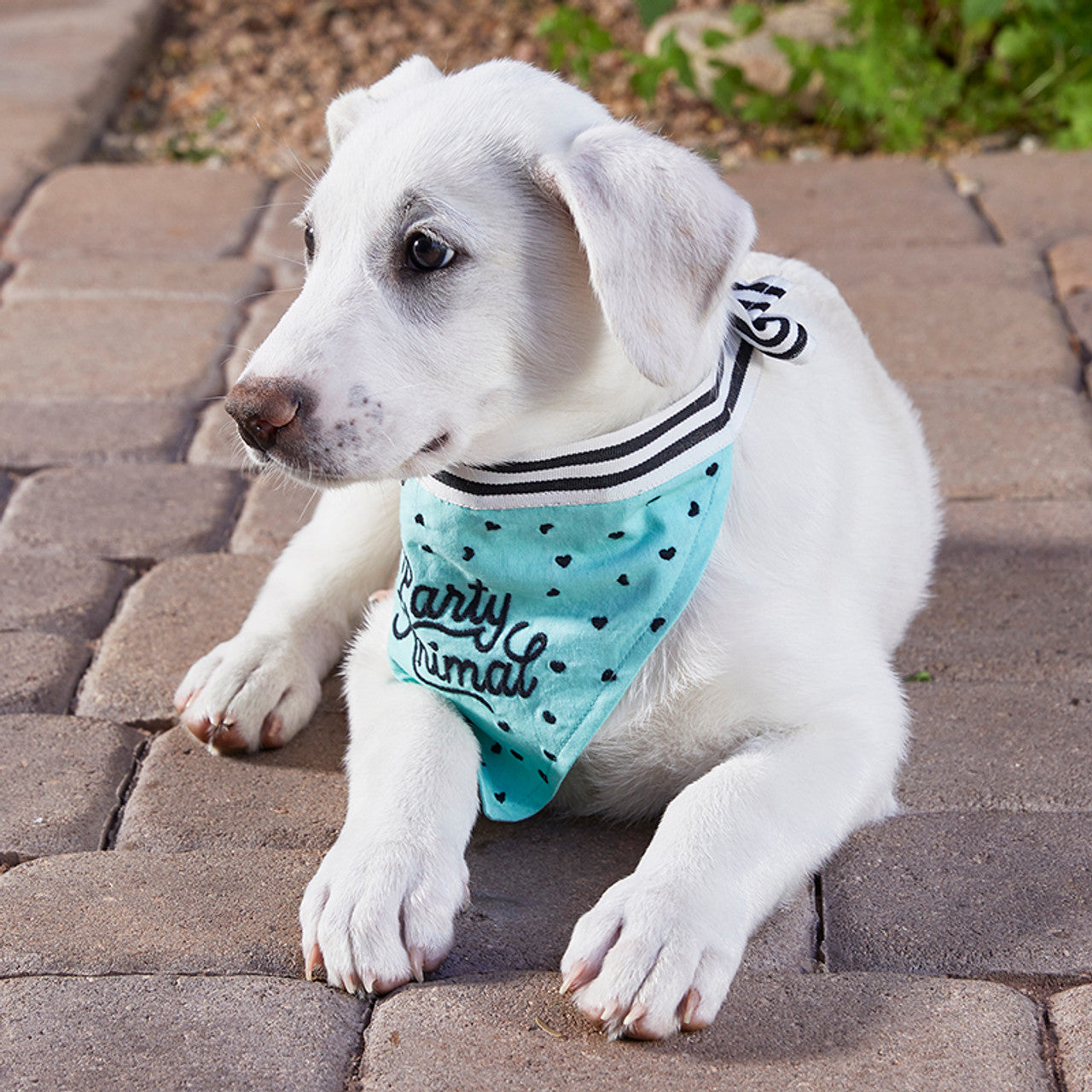 Party Animal Pet Bandana | In Blue With Printed Hearts Designs