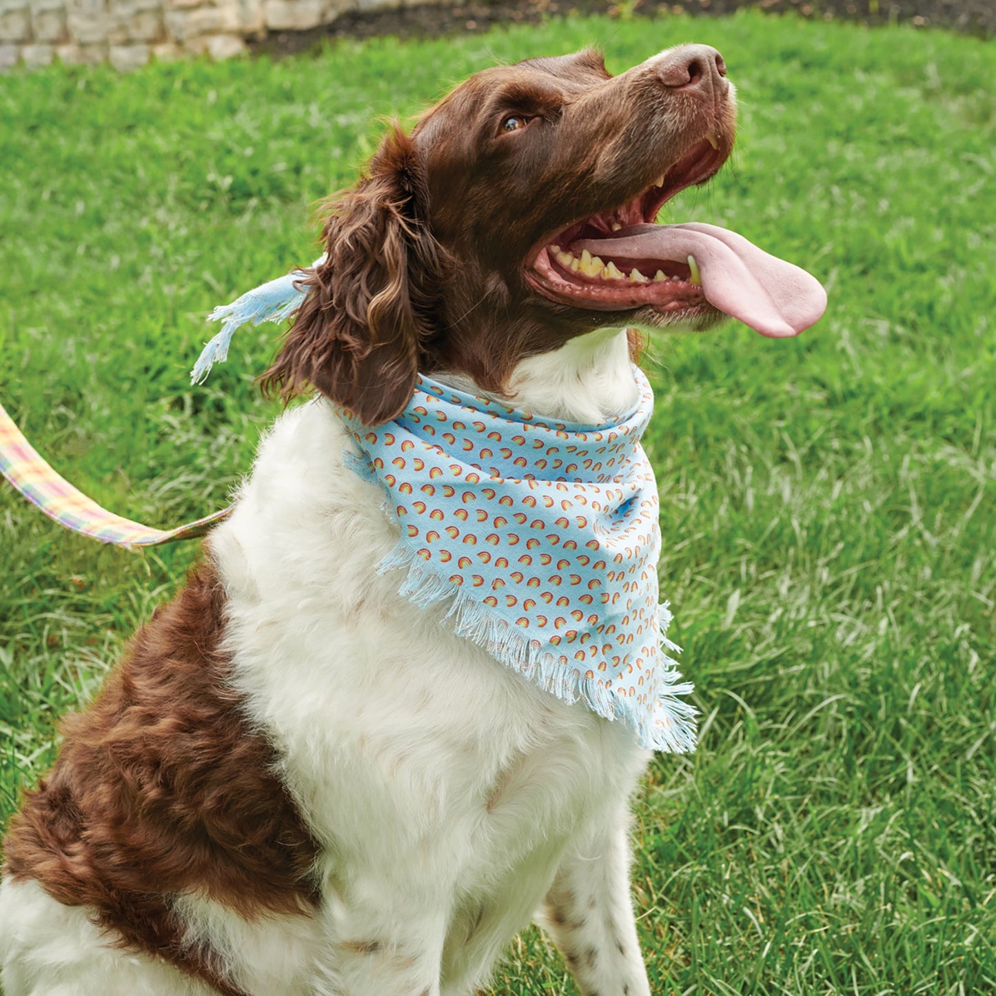 Rainbow Plaid Pet Bandana Set | Pride Dog Bandanas | Rainbow Paw & Plaid Cotton Pet Scarf Set