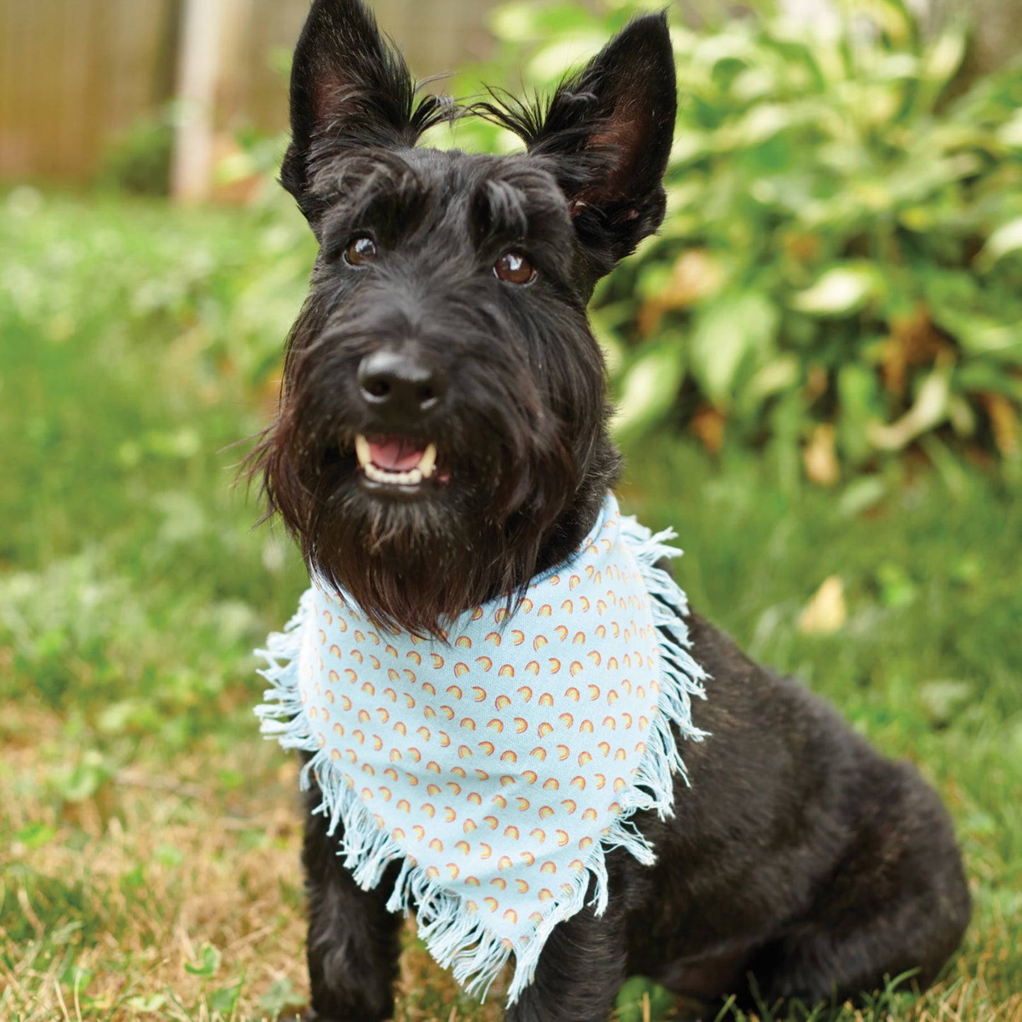 Rainbow Plaid Pet Bandana Set | Pride Dog Bandanas | Rainbow Paw & Plaid Cotton Pet Scarf Set