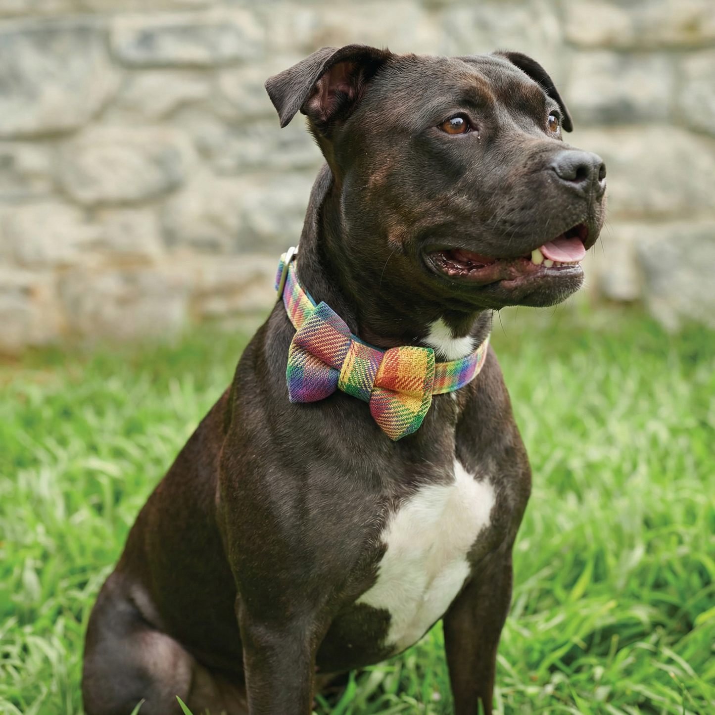 Rainbow Plaid Pet Bow Tie Set | LGBTQ Pride Pet Accessories | Gift For Cat/Dog Lover