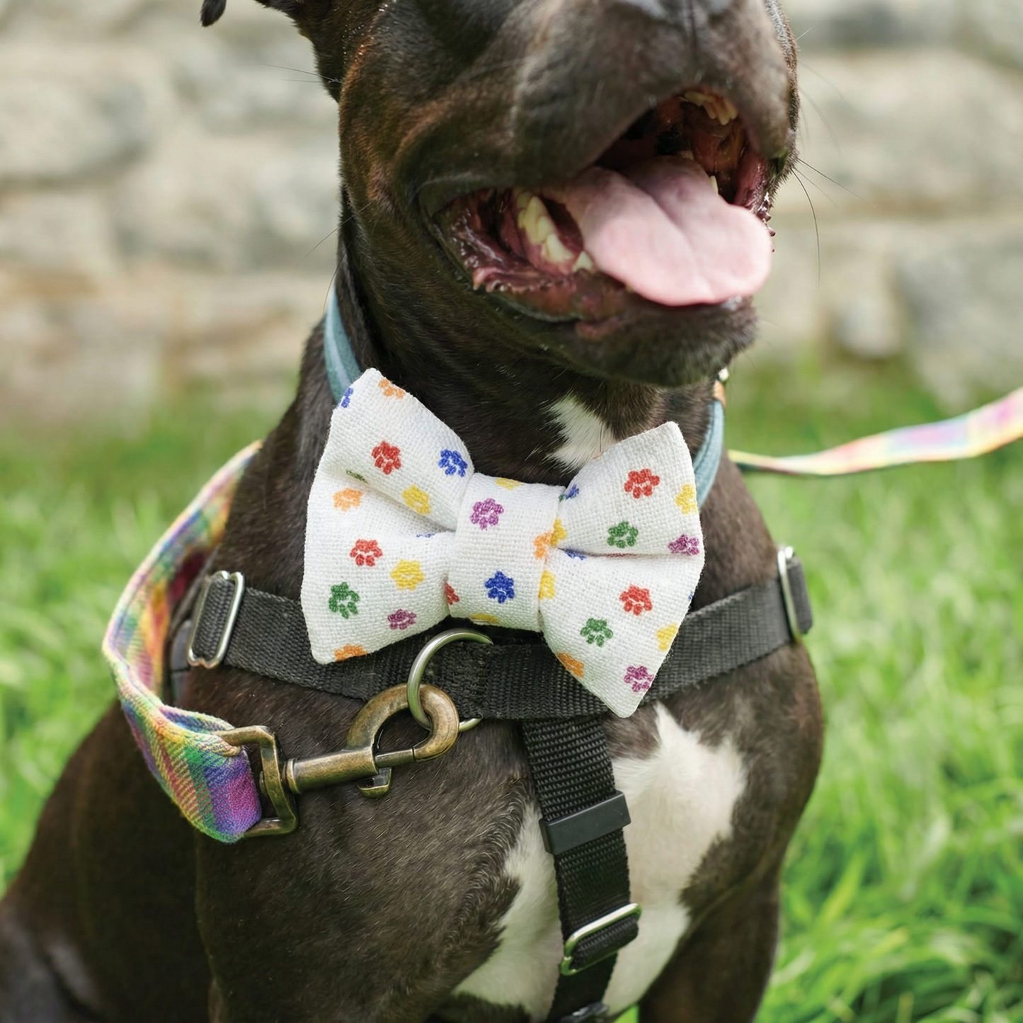 Rainbow Plaid Pet Bow Tie Set | LGBTQ Pride Pet Accessories | Gift For Cat/Dog Lover