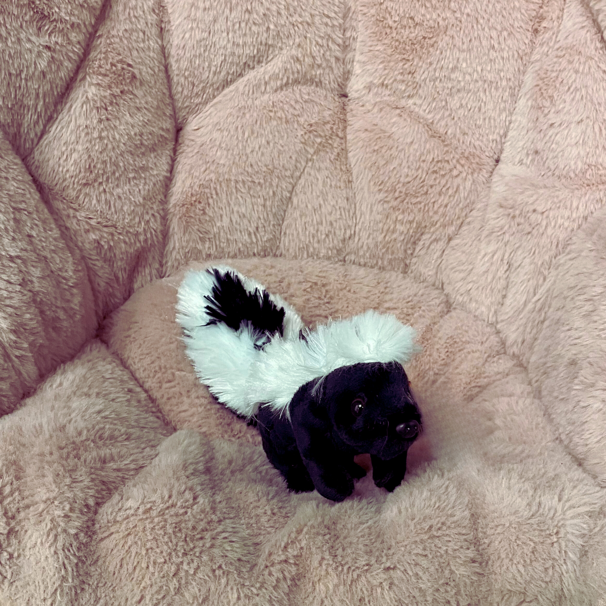 Skunk Mini Stuffed Animal 5" | Pocketkins Eco Skunk Plush by Wild Republic