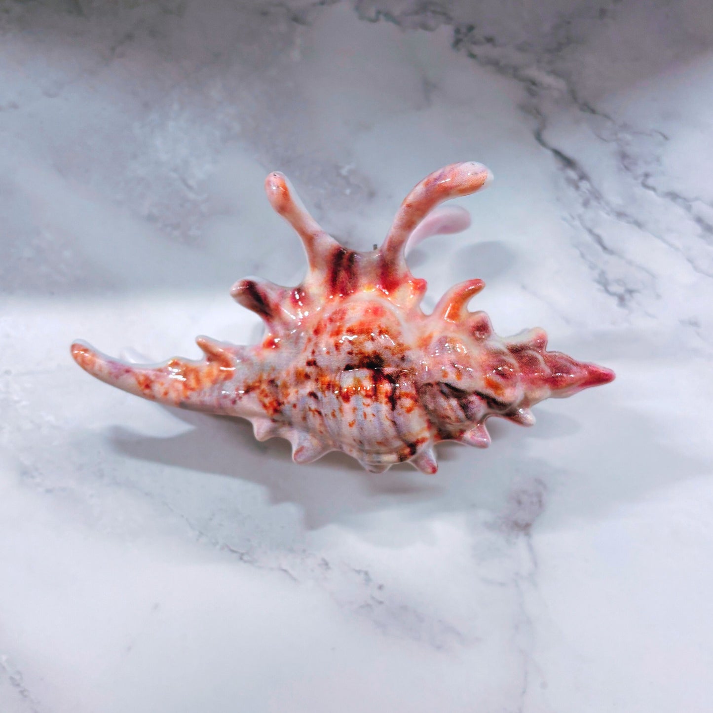 Velvet Claws Realistic Conch Shell Hair Claw in Natural Brown and White