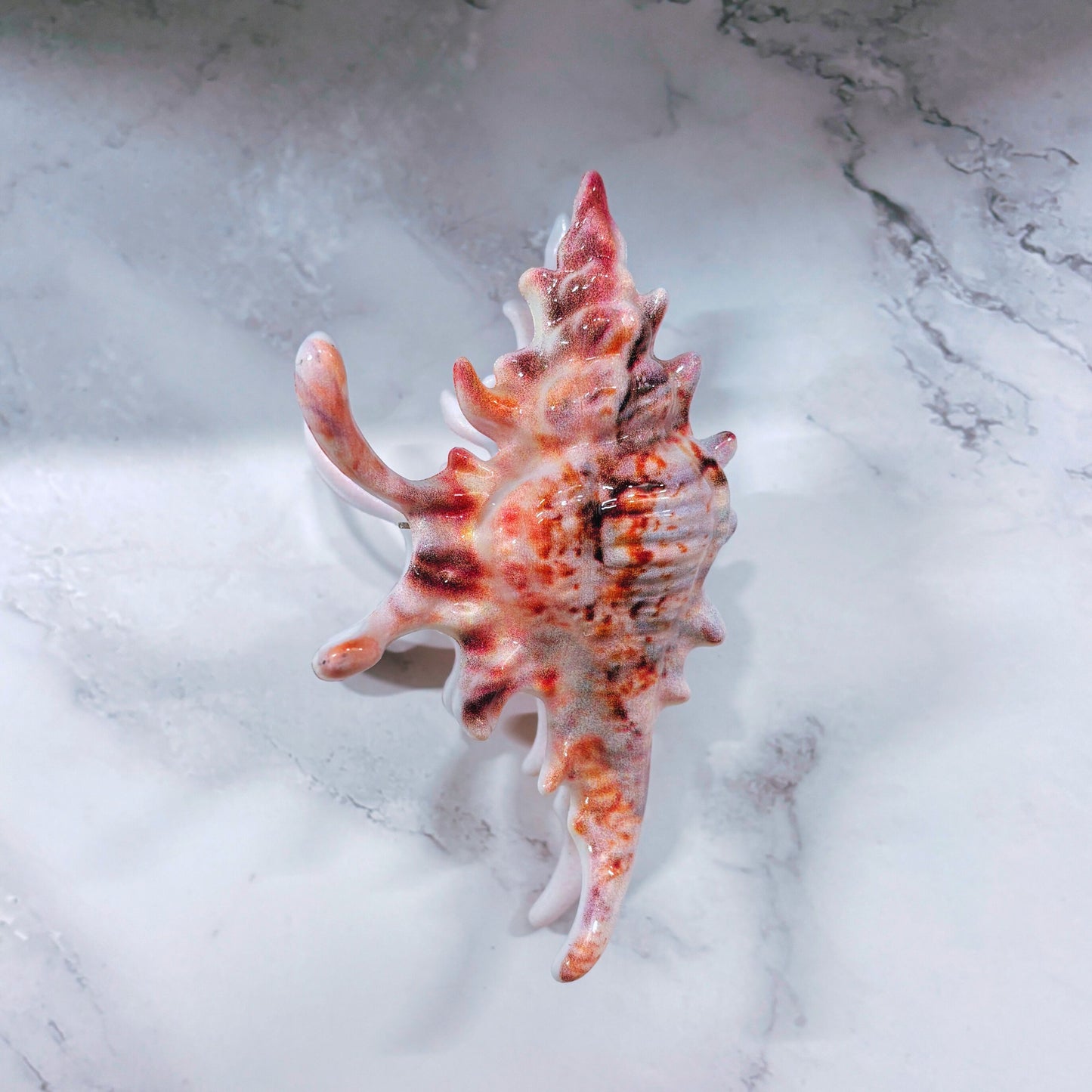 Velvet Claws Realistic Conch Shell Hair Claw in Natural Brown and White | Claw Clip in Velvet Travel Bag