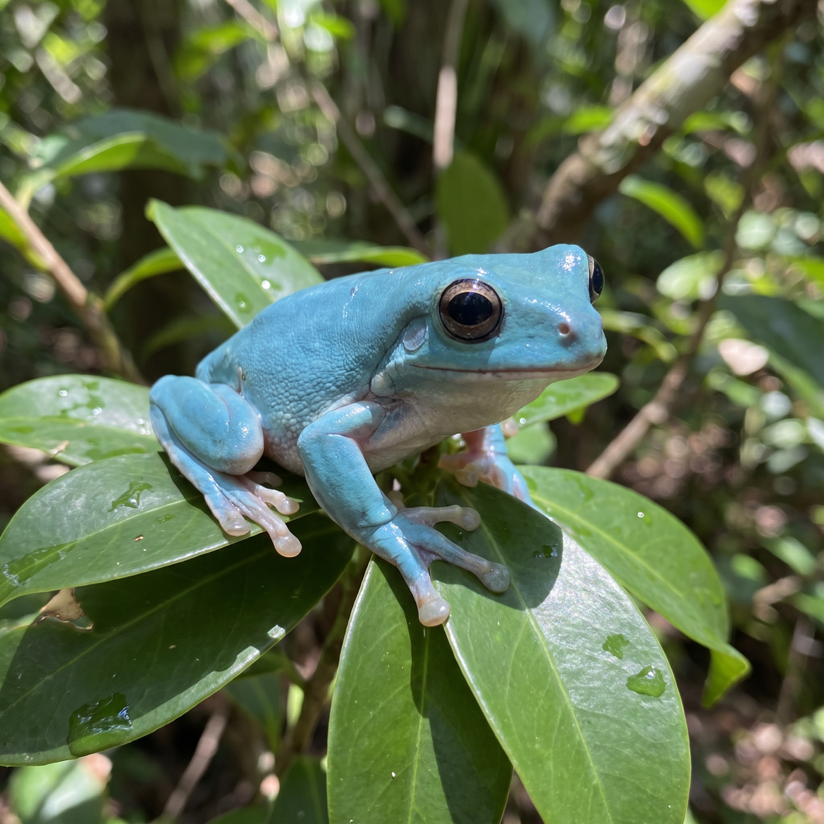 Vietnamese Blue Tree Frog Ring | Green & Gold Metal Frog Wrap Ring-Paper & Quartz-The Bullish Store