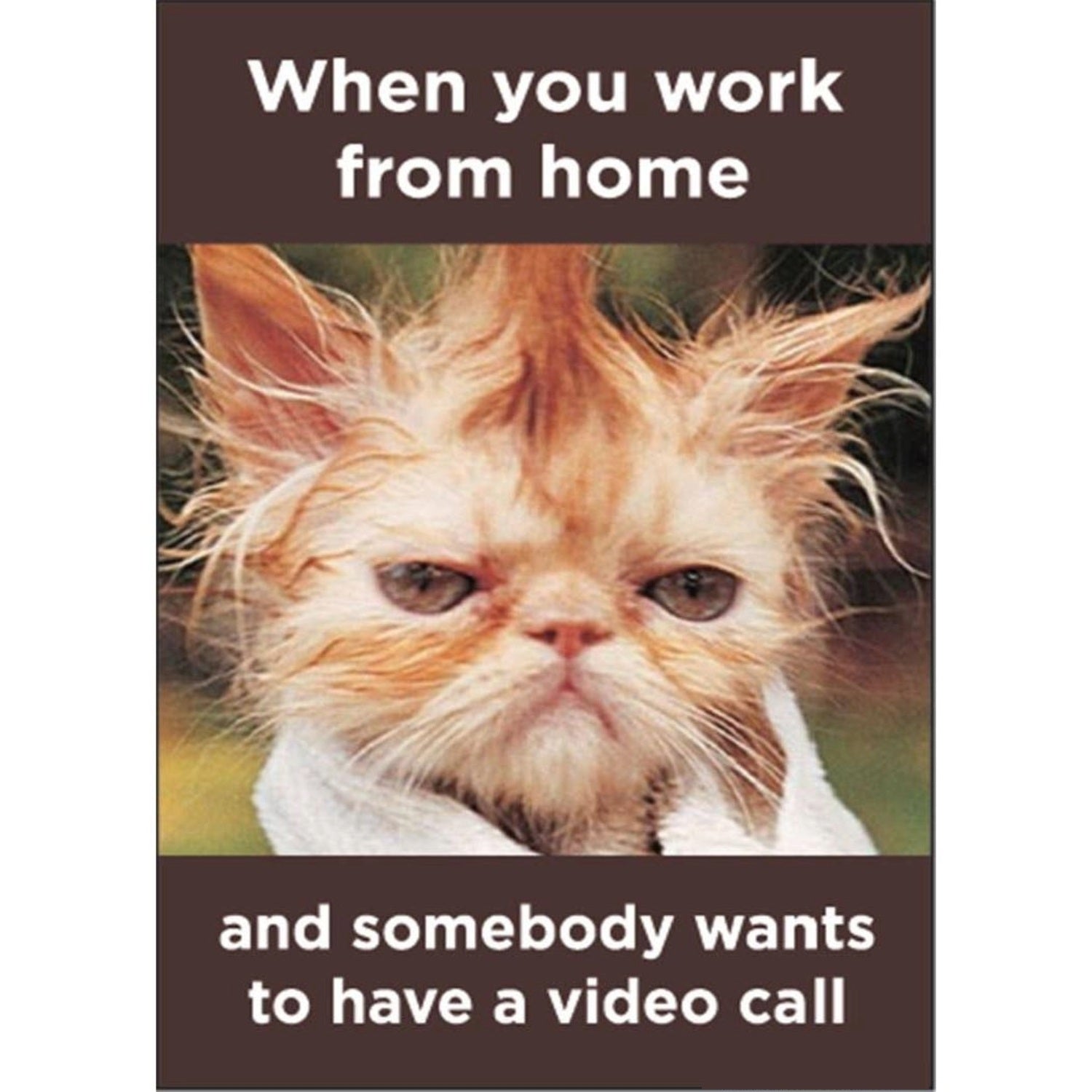 When You Work From Home and Somebody Wants to have a Video Call Funny Cat Magnet-Ephemera-The Bullish Store