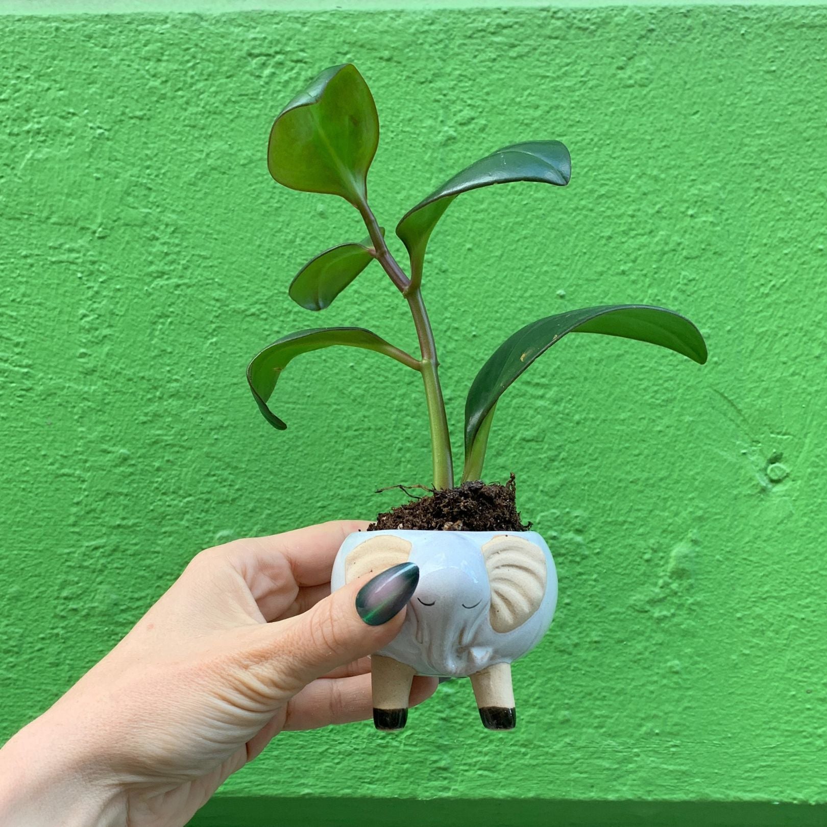 white elephant planter pot White Elephant Pot