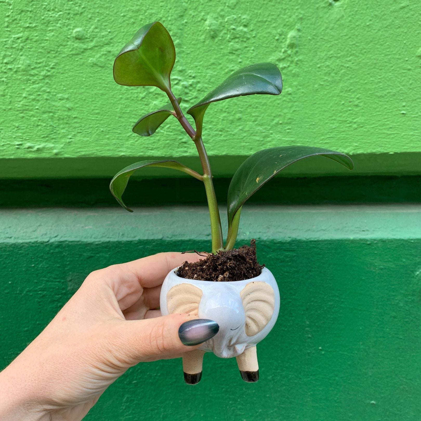 succulent elephant pot White Elephant Pot