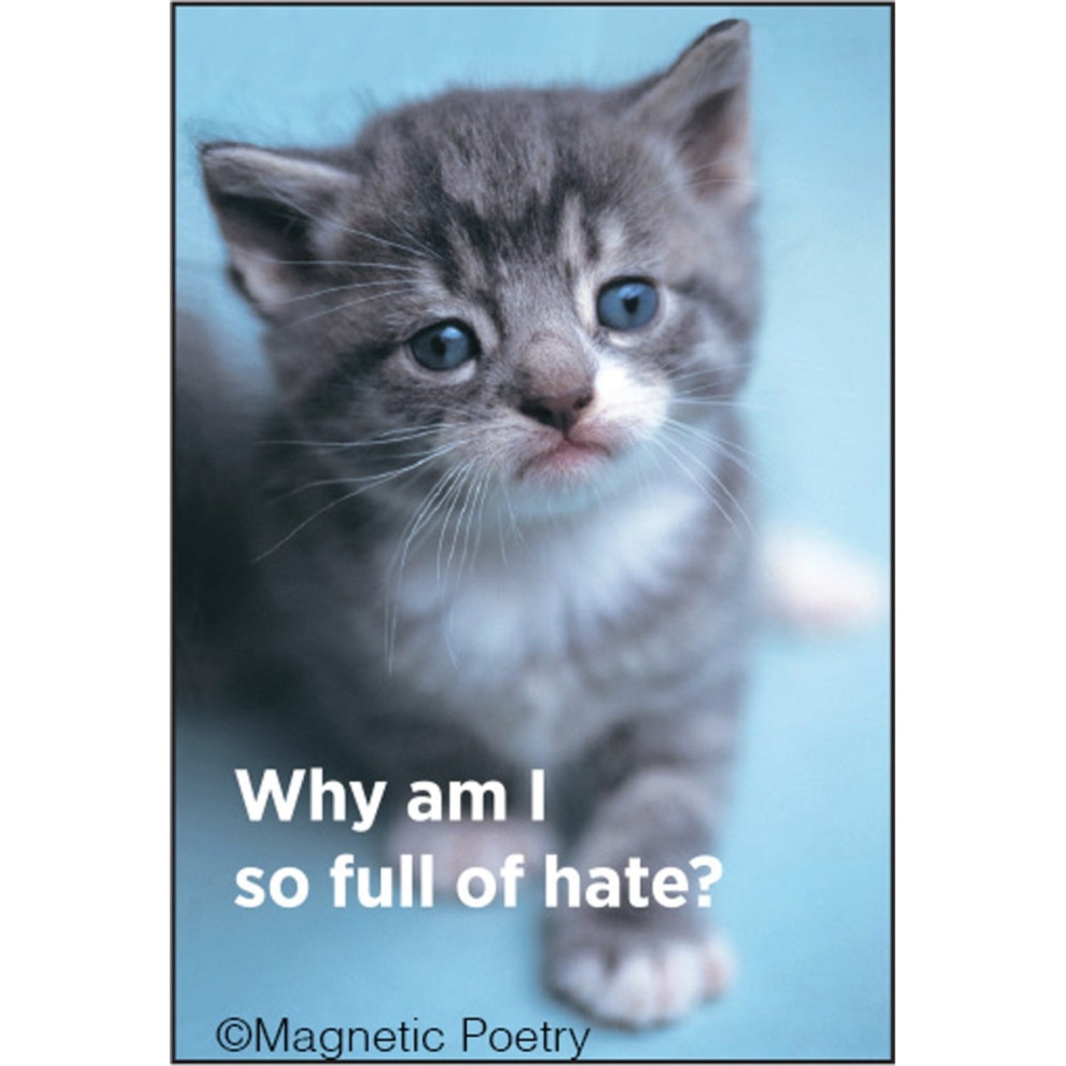 Why Am I So Full Of Hate Cat Magnet | 2" x 3"-Ephemera-The Bullish Store