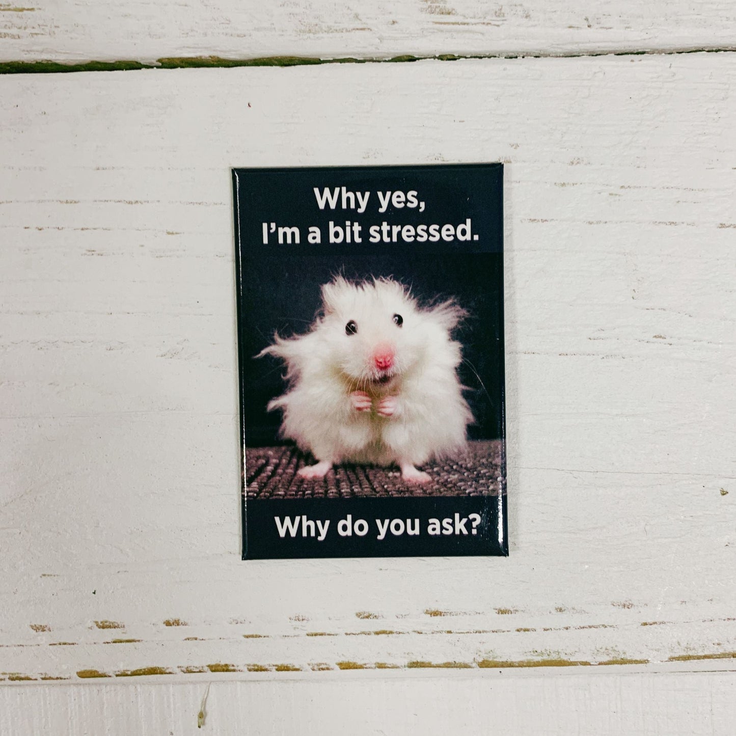 Why Yes, I'm a Bit Stressed. Why Do You Ask? Funny Hamster Rectangular Magnet | Fridge Magnetic Surface Decor | 3" x 2"