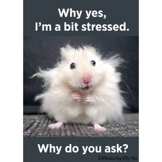 Why Yes, I'm a Bit Stressed. Why Do You Ask? Funny Hamster Rectangular Magnet | Fridge Magnetic Surface Decor | 3" x 2"