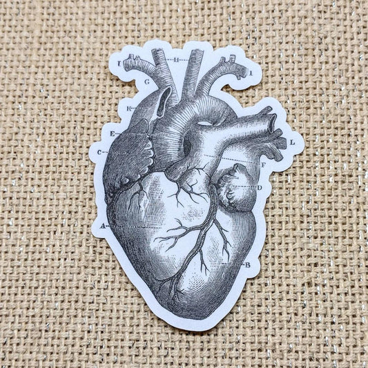 Anatomical Heart Vintage Image Bumper Sticker